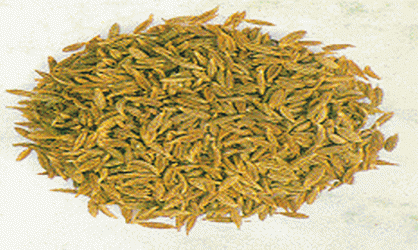 เมล็ดยี่หร่า ( Caraway Seed )