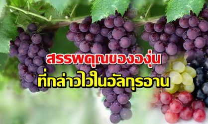 สรรพคุณขององุ่น ที่กล่าวไว้ในอัลกุรอาน