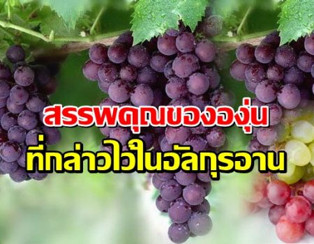 สรรพคุณขององุ่น ที่กล่าวไว้ในอัลกุรอาน