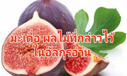 มะเดื่อ ผลไม้ที่กล่าวไว้ในคัมภีร์อัลกุรอ่าน