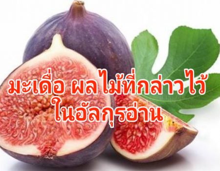 มะเดื่อ ผลไม้ที่กล่าวไว้ในคัมภีร์อัลกุรอ่าน