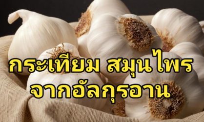 กระเทียม สมุนไพรจาก อัล-กุรอาน