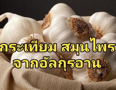 กระเทียม สมุนไพรจาก อัล-กุรอาน