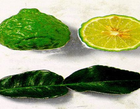 มะกรูด ( Leech Lime )