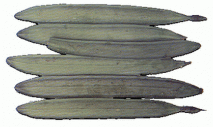 เพกา